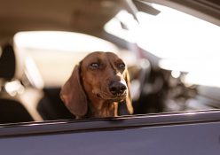 How to get your pets prepped for a vacay